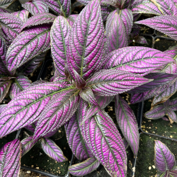 Strobilanthes auriculatus var. dyeriana