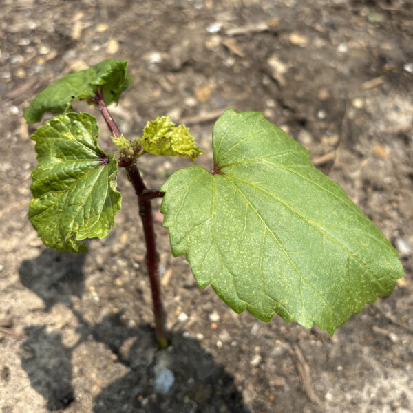 Abelmoschus esculentus 'Carmine Splendor'