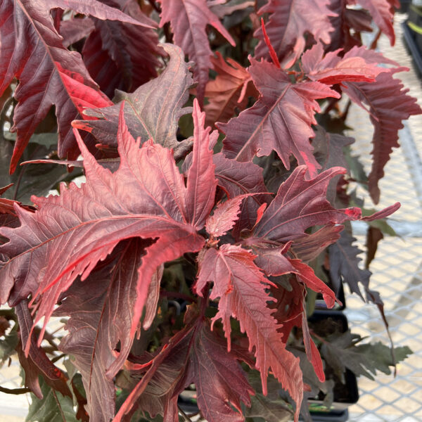 Acalypha 'Lava Flow'