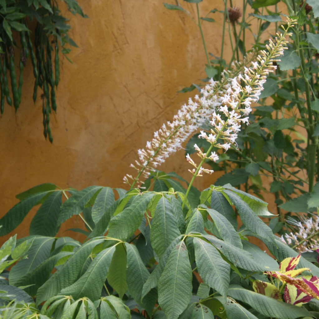 Aesculus parviflora var. serotina 'Rogers' (bottlebrush buckeye)