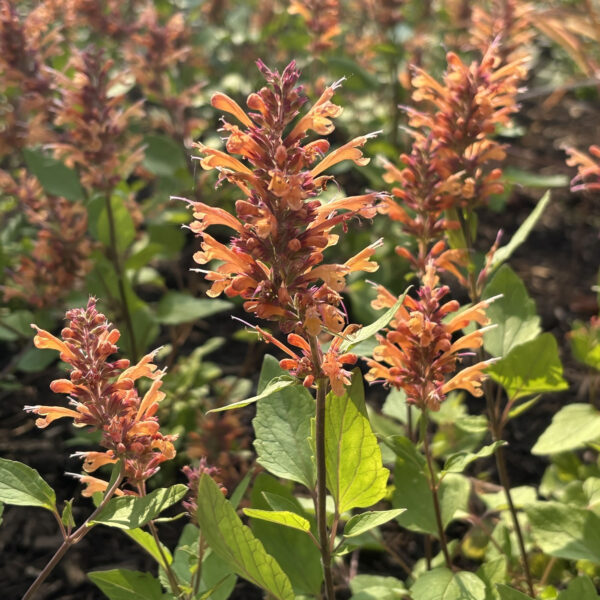 Agastache rupestris(unknown cultivar) Honeysticks Embers