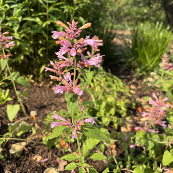 Agastache 'Pinky Pie'