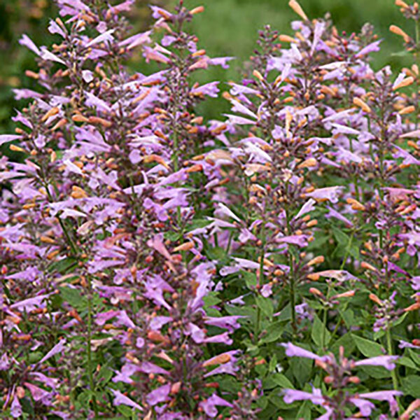 Agastache 'Pinky Pie'