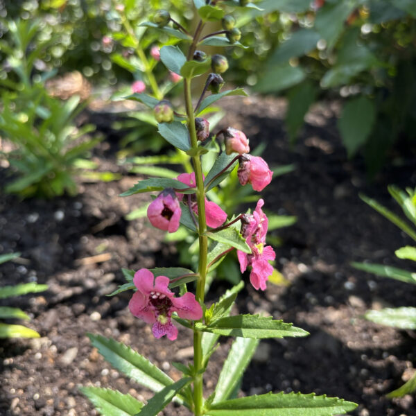 Angelonia 'Perfectly Pink'