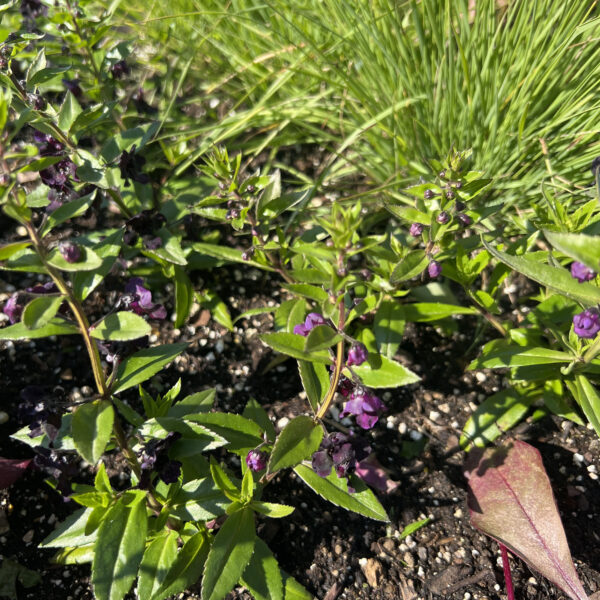 Angelonia angustifolia 'Balangflac' AngelFlare™ Black