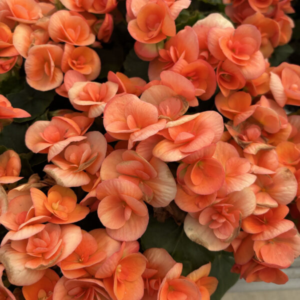 Begonia× hiemalis (unknown cultivar) Amstel Dark Britt