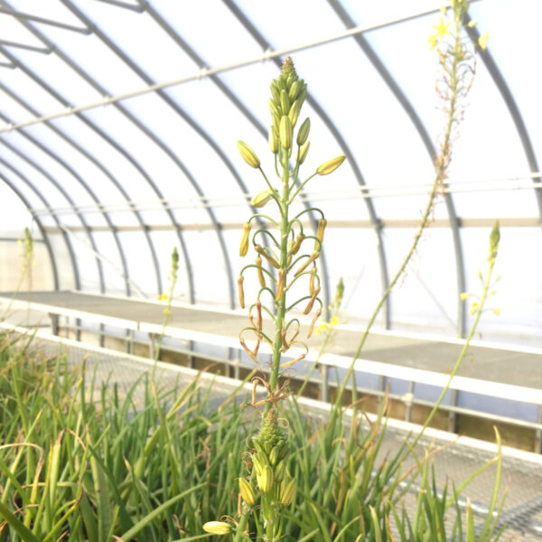 Bulbine frutescens 'Yellow Rocket'2