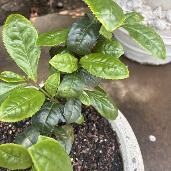 Camellia sinensis (