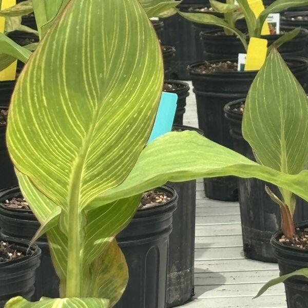 Canna 'Striata'
