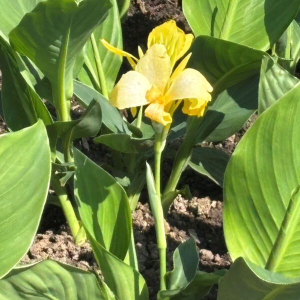 Canna× generalis Toucan™ Yellow