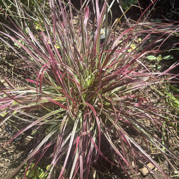 Cenchrus setaceus 'Fireworks' Graceful Grasses Fireworks