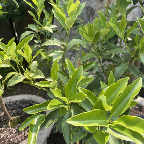 Citrus japonica 'Nagami'