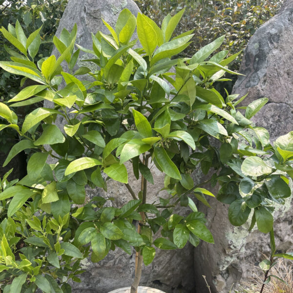 Citrus medicavar. sarcodactylis