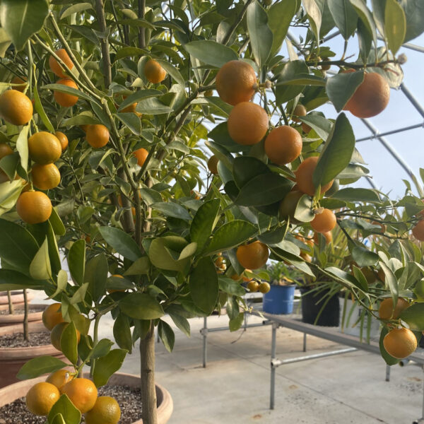 Citrus x microcarpa