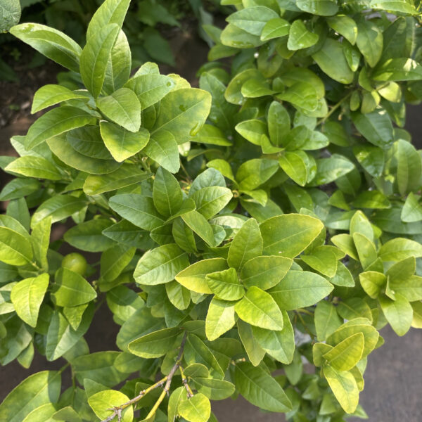 Citrus × aurantiifolia