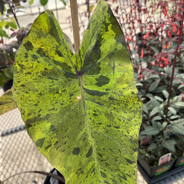 Colocasia esculenta 'Mojito'