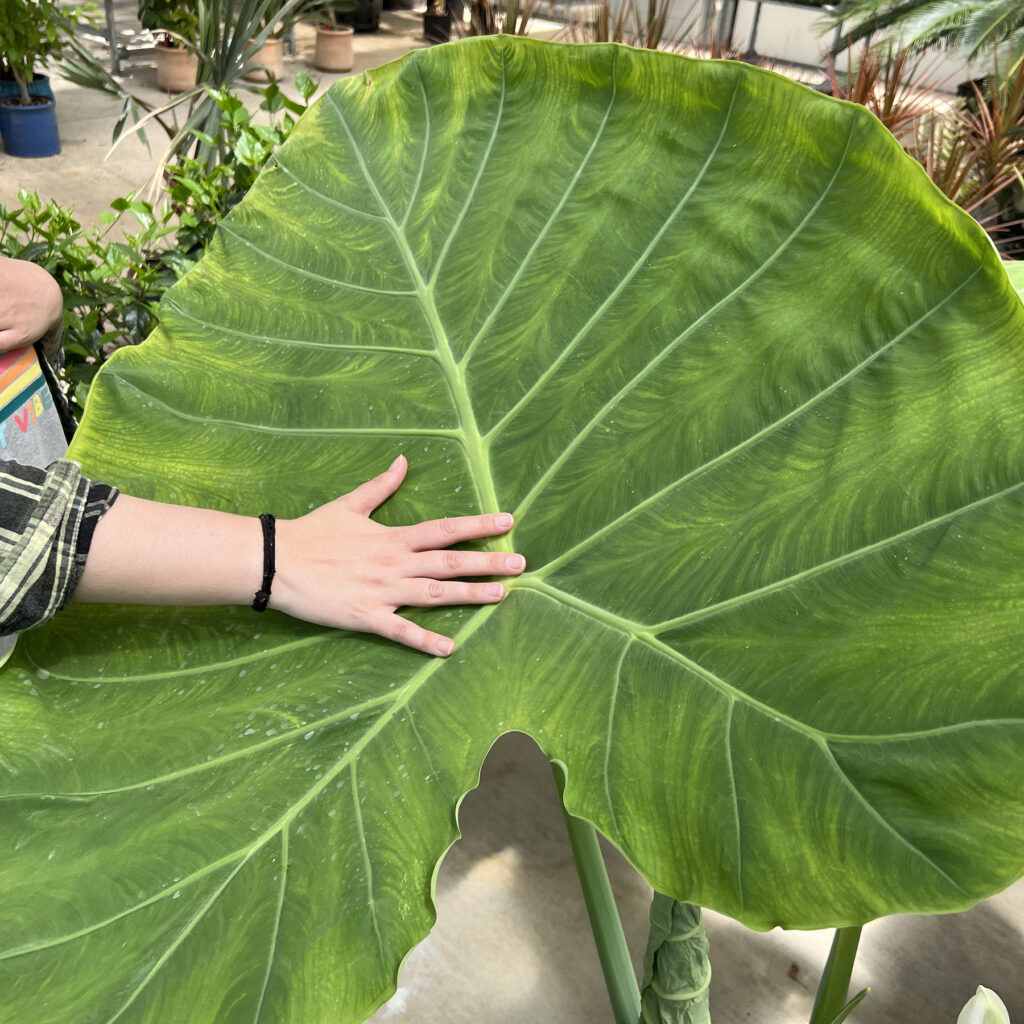 Colocasia gigantea 'Thailand Giant'