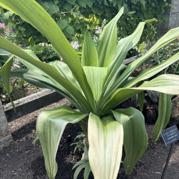 Crinum asiaticum 'Variegatum' (crinum lily)