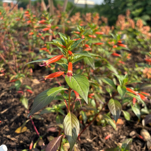 Cuphea 'Cupver' Vermillionaire® (firecracker plant)