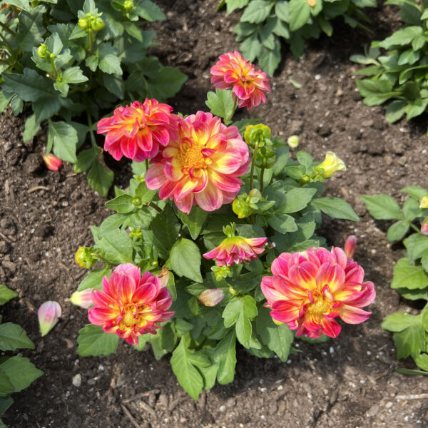 Dahlia'KLEDH10032' Dalaya® Pink+Lemon Dahlia