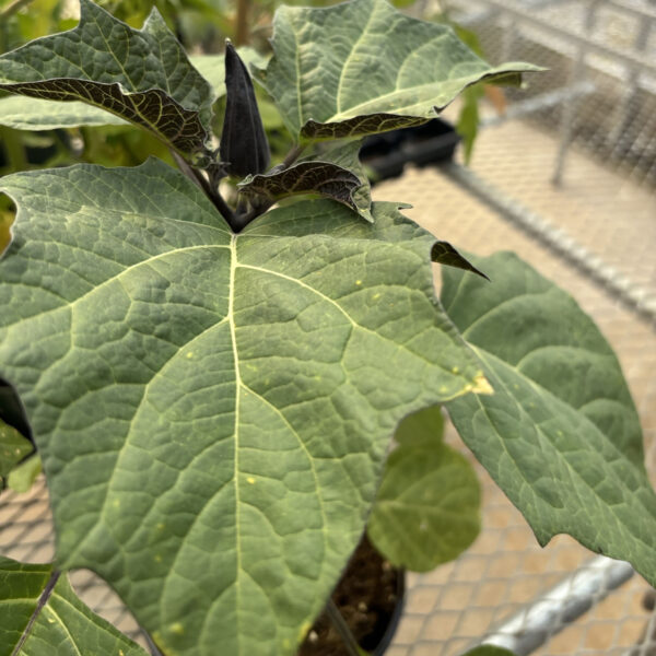 Datura metel 'Purple Ruffles'