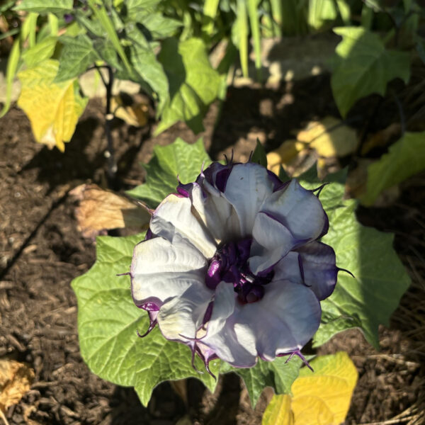 Datura metel 'Purple Ruffles