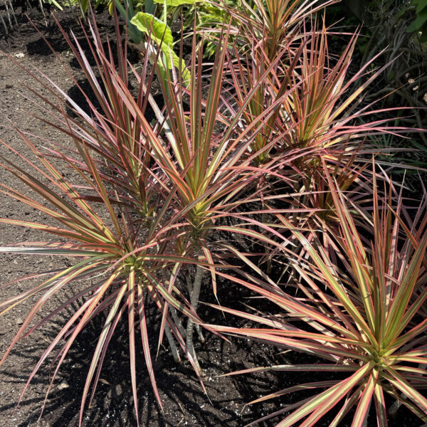 Dracaena marginata 'Colorama'