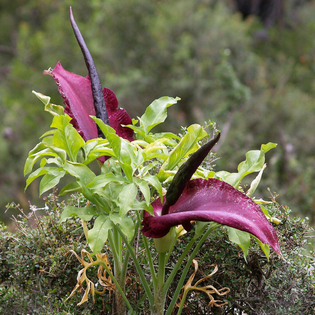 Dracunculus vulgaris (dragon arum)