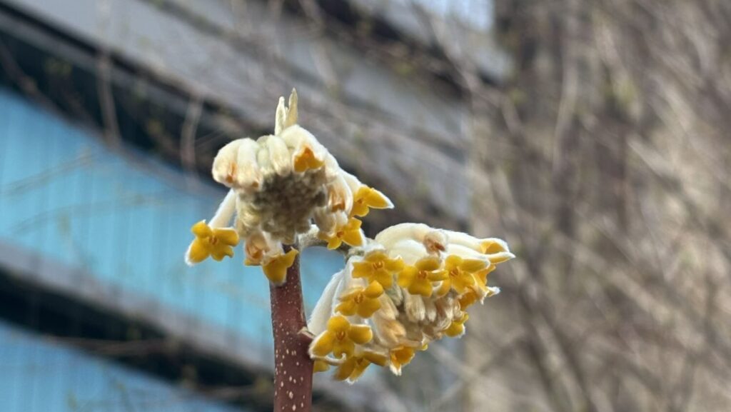 Buds on a paperbush plant.