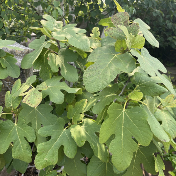 Ficus carica 'Chicago Hardy'