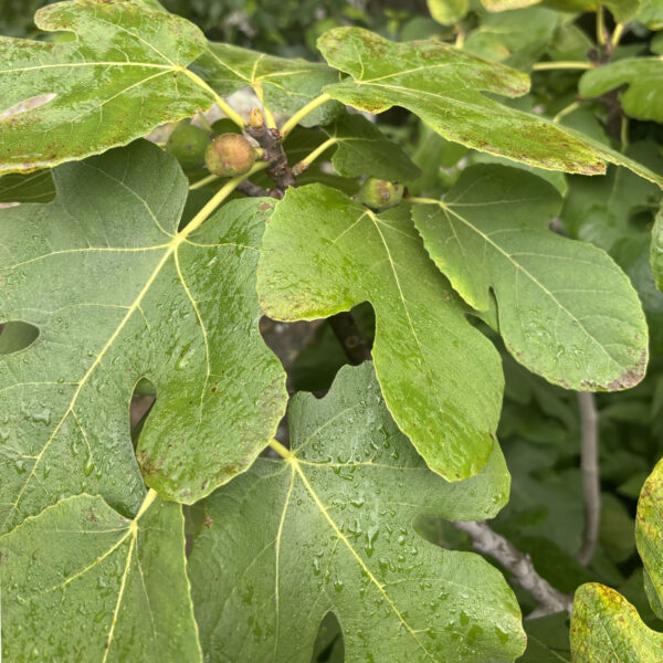 Ficus carica 'Chicago Hardy'