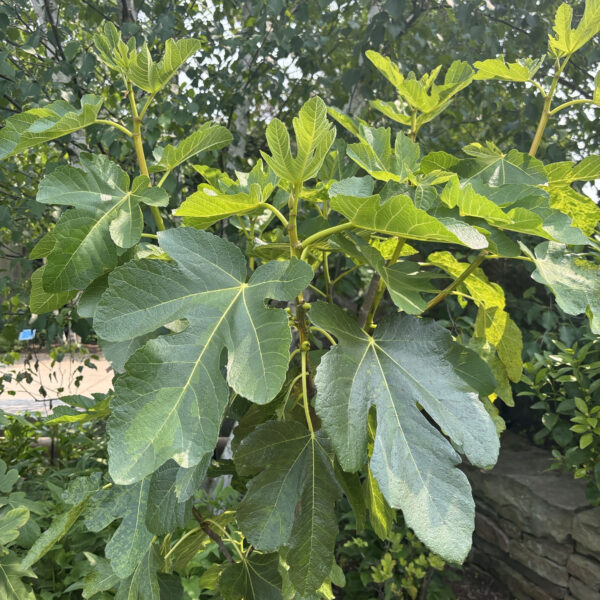 Ficus carica 'Panachée'