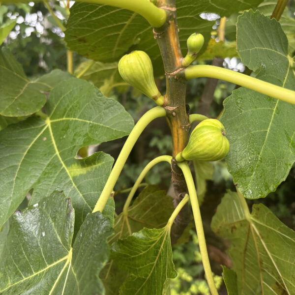 Ficus carica 'Panachée'