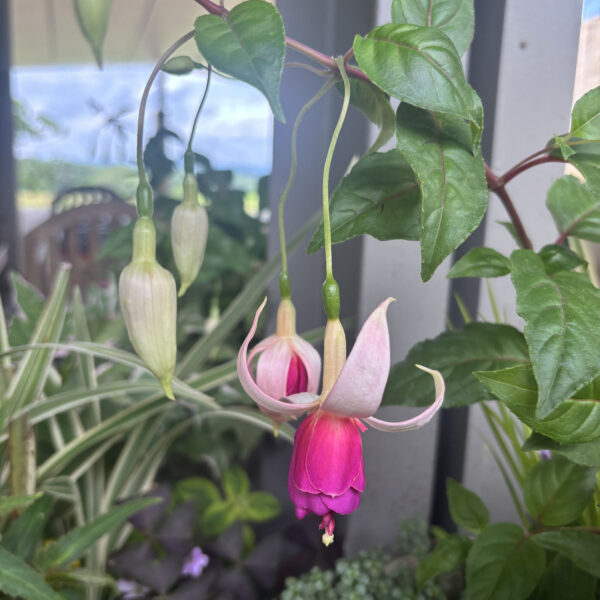 Fuchsia 'Curtain Call'