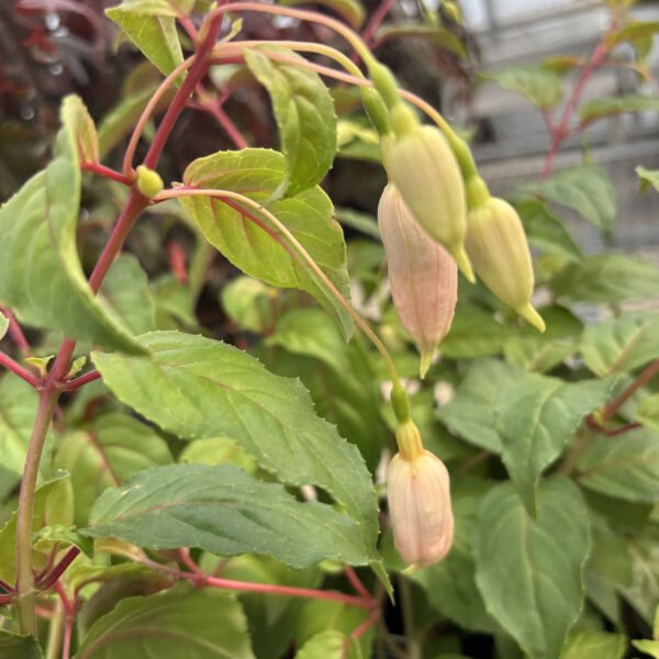 Fuschia Curtain Call