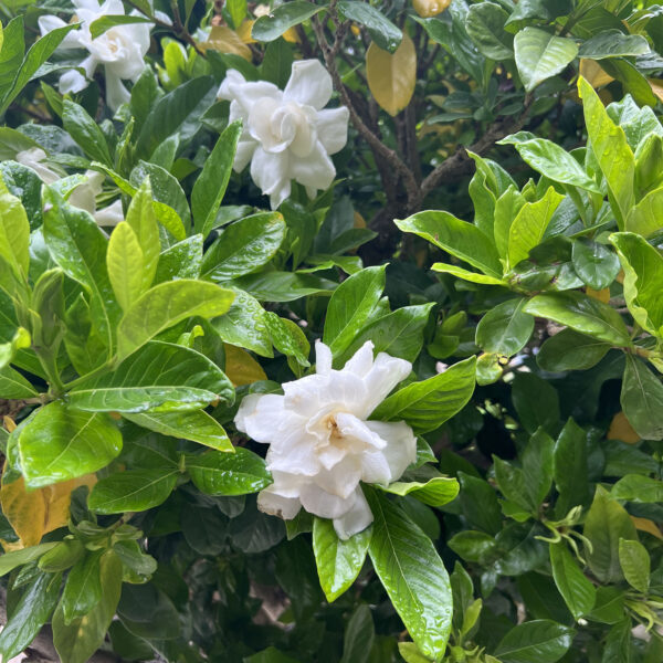 Gardenia jasminodes