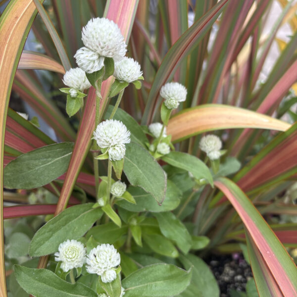 Gomphrena globosa 'Las Vegas White'