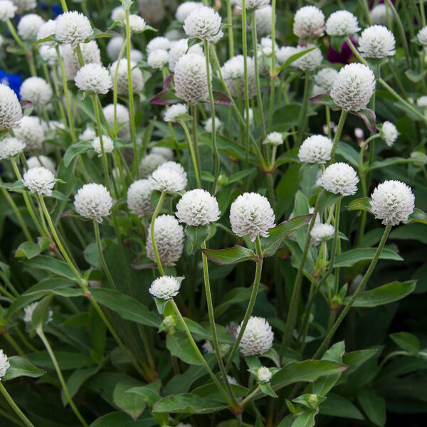 Gomphrena globosa 'Las Vegas White'