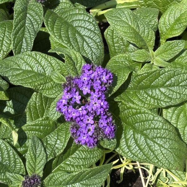 Heliotropium arborescens (unknown cultivar) Scentropia™ Dark Blue