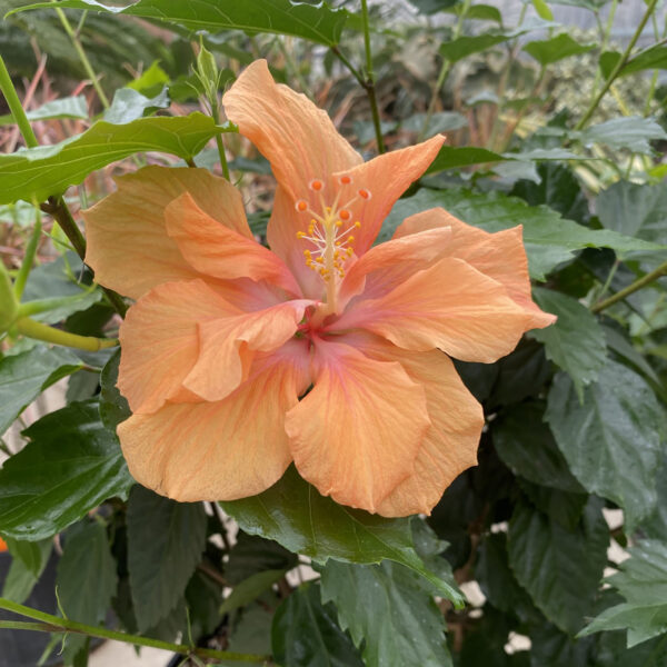 Hibiscus rosa-sinensis Peach