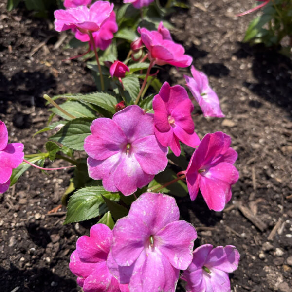Impatiens'SAKIMP061' SunPatiens® Compact Hot Pink