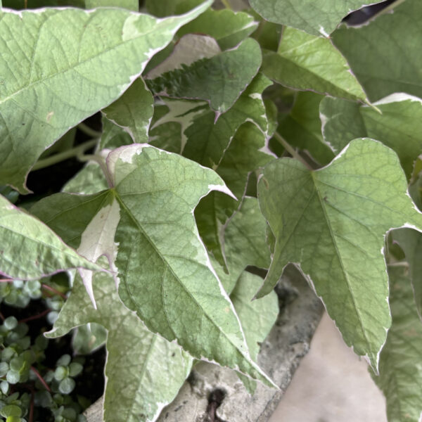 Ipomoea batatas 'Tricolor'