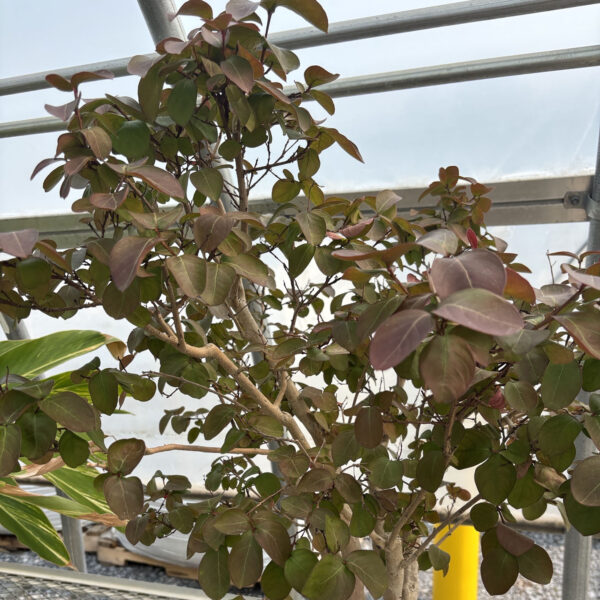 Lagerstroemia indica