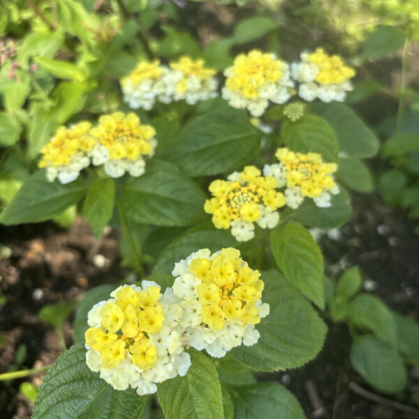 Lantana camara (unknown cultivar) Gem™ Lemon Quartz
