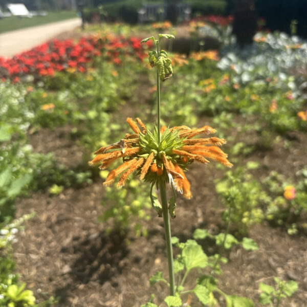Leonotis leonurus