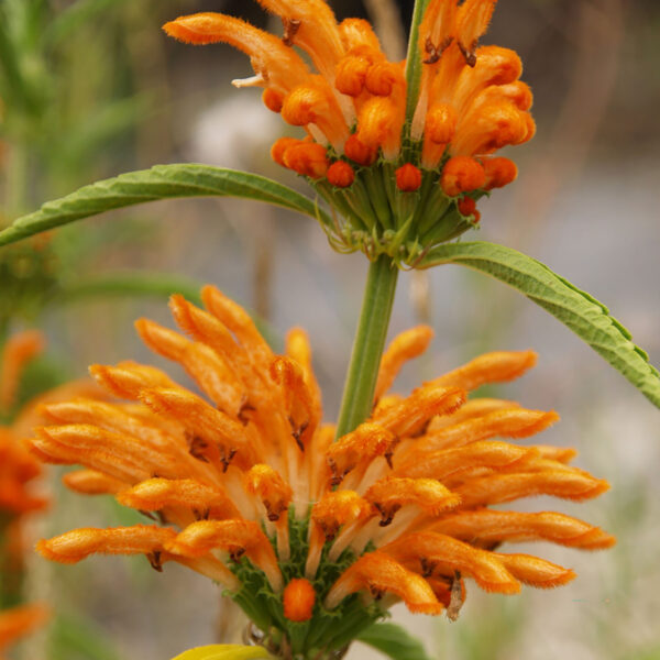 Leonotis leonurus