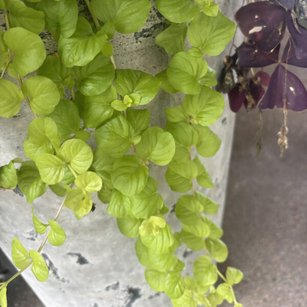 Lysimachia nummularia 'Goldilocks'
