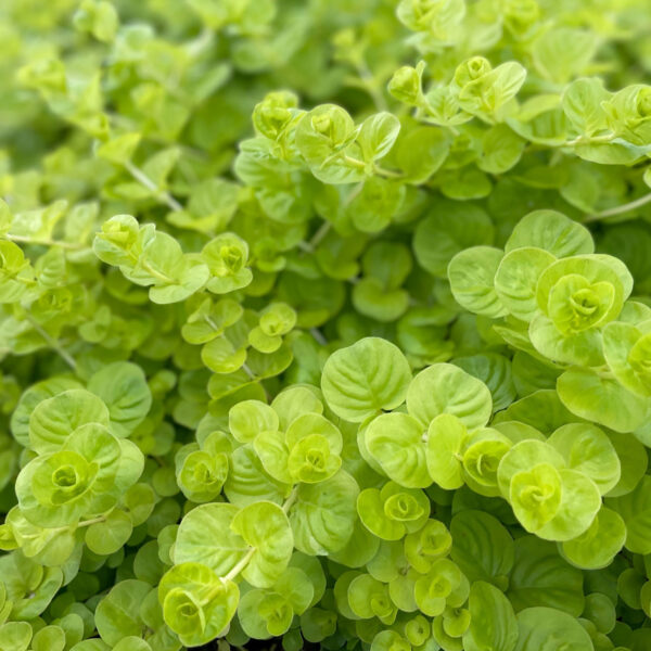 Lysimachia nummularia'Goldilocks'