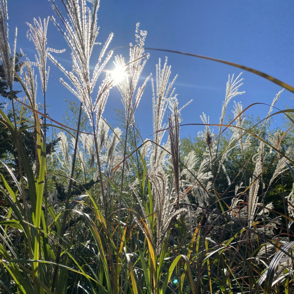 Miscanthus sinensis 'Morning Light' (Chinese silver grass)