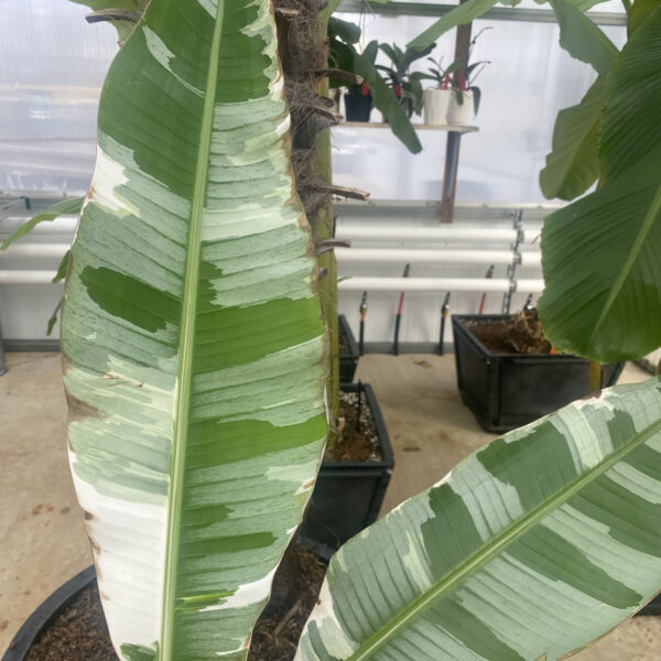 Musa 'Florida'